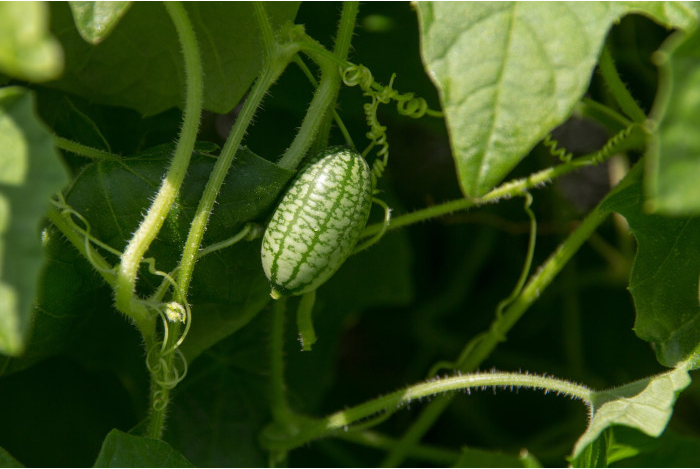 Mexická mini uhorka - Zehneria scabra - semiačka - 5 ks