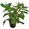 Ammannia gracilis