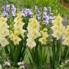 Gladiolus Happy Touch