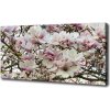 Foto-obraz canvas do obývačky Kvety magnolie 100x50 cm
