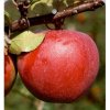 Malus domestica ´ Florina ´ podp. M26 Clt.9,5