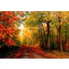 Norimpex Diamantové maľovanie Jeseň v lese 30 x 40 cm