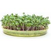 Microgreens, semínka na klíčky - Kadeřávek červený 10g
