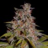 G13 Labs Seeds - Honey Papaya 5 ks - Semená neobsahujú THC