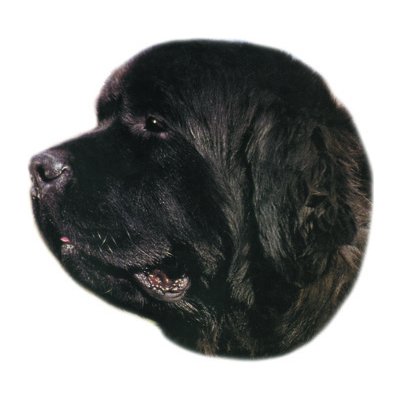 Stickers Novofundlandský pes samolepka 2ks