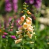 Náprstník oranžový - Digitalis purpurea - semená - 300 ks