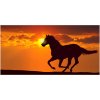 Foto obraz sklo tvrzené Kôň západ slnka 100x50 cm