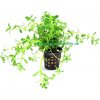 Bacopa monnieri
