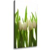Vertikálny foto obraz na plátne Biele tulipány 50x100 cm