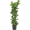 Ficus lyrata bambino 30x160 cm