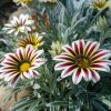 Gazánia Frosty Kiss White Flame - Gazania rigens - semená gazánie - 12 ks