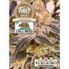 Fair Seeds - Gushers 5 ks - Semená neobsahujú THC