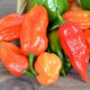 Paprika Habanada - Capsicum Chinense - semená - 10 ks