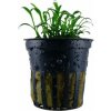 Cryptocoryne parva Neobjednávat