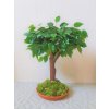 Bonsaj benjamin 60cm