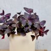 Oxalis Kyslička Triangularis tmavý