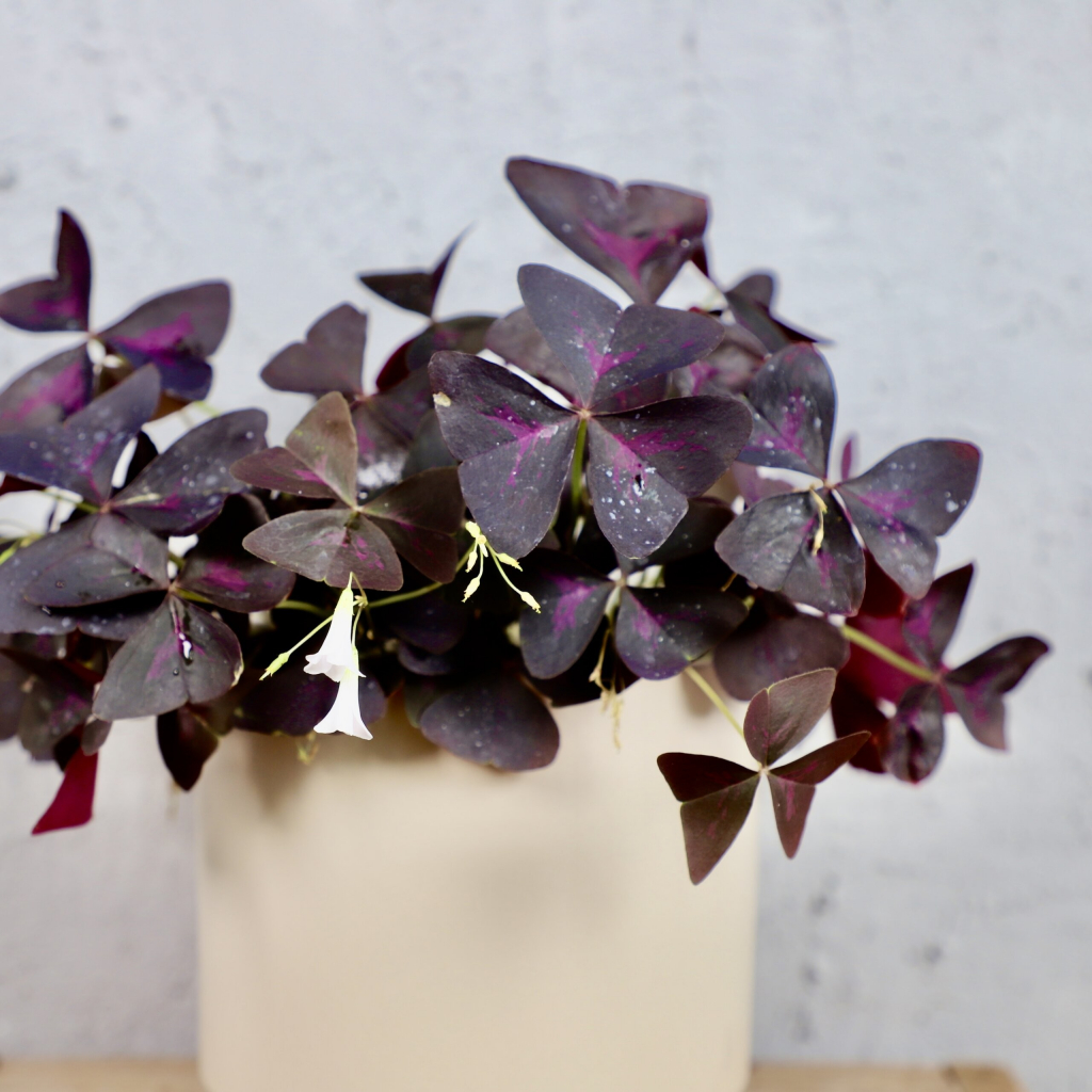 Oxalis Kyslička Triangularis tmavý