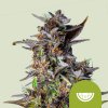 Royal Queen Seeds - Watermelon Automatic 1 ks - Semená neobsahujú THC.