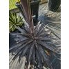 Mangave Moon Glow 15 l