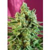 Sweet Seeds S.A.D. Sweet Afghani Delicious CBD neobsahuje THC 5 semen