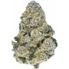 Fastbuds - Lemonpaya 3 ks - semená neobsahujú THC