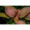 Lagenandra meeboldii 'Red'