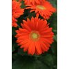 GERBERA JAMESONII do kvetináčov, REVOLUTION ORANGE LIGHT EYE, 1000 semien