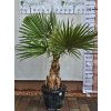Washingtonia robusta s výškou kmeňa 58 cm v celkovej výške 200 cm