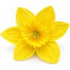 Narcis saténová hlavička žltá 10 cm