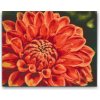 Vymalujsisam.sk Diamantové maľovanie - Červená dahlia Veľkosť: 30x40cm, Rám: Na plastovej doske, Diamanty: Okrúhle