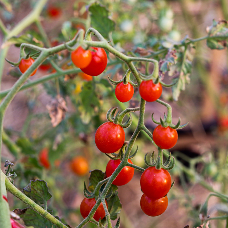 Paradajka ríbezľová divoká Sweet Pea - červená - Solanum pimpinellifolium -  rajčiak - semená - 6 ks od 1,73 € - Heureka.sk