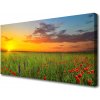 Obraz Canvas Slnko lúka kvety príroda 100x50 cm