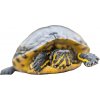 Korytnačka vodná - Pseudemys concinna floridana peninsularis