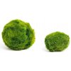 Riasogule – Marimo moss ball 2–3 cm