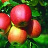 Malus domestica ´ Gala ´ Clt.7,5 1/2 Štandard