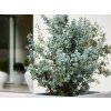 Eukalyptus gunnii Silverana, výška 60-100 cm, kvetináč 9 l