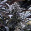 Silent Seeds Exotické semená kanabisu Hroznová šťava feminizovaná 10 ks