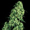 White Label - Skunk #1 5 ks - semená neobsahujú THC