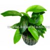 Vyrobca Anubias nana mini