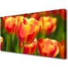 Obraz Canvas Tulipány kvety rastlina 100x50 cm