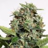 Ministry of Cannabis Autopilot XXL semena neobsahují THC 25 ks
