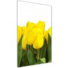 Vertikálny foto obraz akryl do obývačky Žlté tulipány 50x100 cm