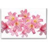 Vymalujsisam.sk Diamantovanie podľa čísiel - Rúžové ľalie 2 Veľkosť: 40x60cm, Rám: Na plastovej doske, Diamanty: Okrúhle
