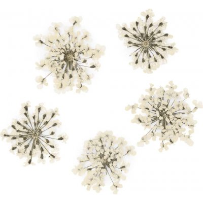 Starnails Sušené kvety na nechty - White, 5 ks