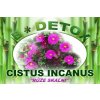 Bio-Detox Ruža skalná - CISTUS INCANUS 150g