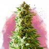 Nirvana Northern Lights semena neobsahuji THC 5 ks