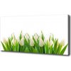 Foto obraz na plátne Biele tulipány 100x50 cm