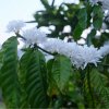 Kávovník arabský zakrpatený - Coffea arabica nana - semená - 5 ks