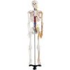 Stredne veľká kostra s nervami a cievami, výška 85 cm