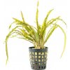 Cryptocoryne balansae